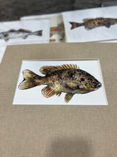 Vaughan Pursell Spanjer’s Limited Edition Prints (Pursell Farms)