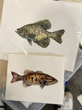 Vaughan Pursell Spanjer’s Limited Edition Prints (Pursell Farms)