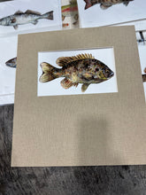 Vaughan Pursell Spanjer’s Limited Edition Prints (Pursell Farms)