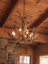8 Light Reagan Tall Mule Deer Antler Chandelier