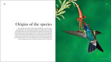 Hummingbirds: Marvels of the Bird World