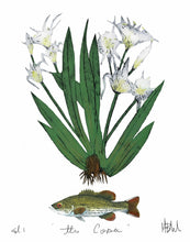 “Lillies of Alabama” by Mary Beth Meeks (11x16 Print) Framed 19x23