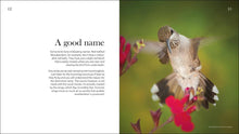 Hummingbirds: Marvels of the Bird World