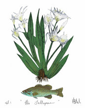 “Lillies of Alabama” by Mary Beth Meeks (11x16 Print) Framed 19x23