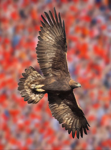 Auburn Golden Eagle 42x60 Deposit