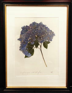 Southern Botanicals Framed Art