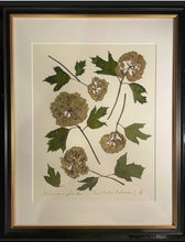 Southern Botanicals Framed Art