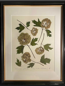 Southern Botanicals Framed Art