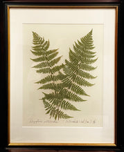 Southern Botanicals Framed Art