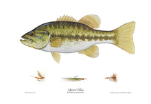 Fish by Denney Fine Art Framed 21x27