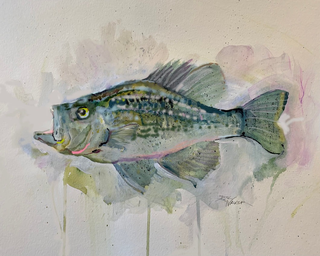 Black Crappie by Artist Dirk Walker