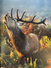 Hunting - the Ultimate Book