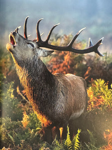 Hunting - the Ultimate Book