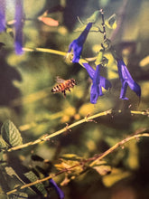 The Dancing Bees of Rockhurst Farm by Nona Hurst